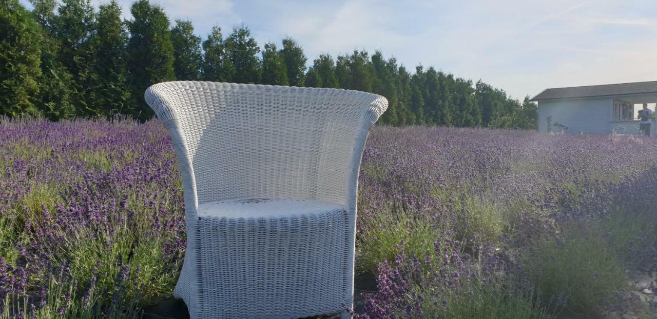 Noclegi Biala Roza Boleslawiec  Dış mekan fotoğraf